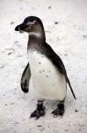 African Penguin