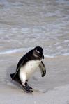 Penguin, South Africa