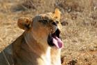 South Africa, Madikwe GR, Lion yawns in African sun