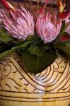 Queen Protea and Heliconia, Umhlanga Rocks, Durban, Kwazulu Natal, South Africa