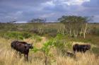 Cape Buffalo, Zulu Nyala Game Reserve, Hluhluwe, Kwazulu Natal, South Africa