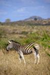 South Africa, Zulu Nyala Game Reserve, Zebra