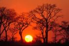 South Africa, Kruger NP, Trees silhouetted at sunset