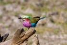 Lilac Breasted Roller, Kruger National Park, South Africa