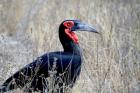 Close-up of a Ground Hornbill, Kruger National Park, South Africa