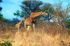 Adult and baby Cape Giraffe, (Giraffa camelopardalis giraffa), Kruger National park, South Africa
