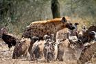 Spotted hyenas and vultures scavenging on a carcass in Kruger National Park, South Africa
