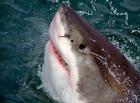 Great White Shark breaks the surface of the water in Capetown, False Bay, South Africa