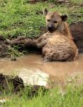 Spotted Hyaena, wildlife, Hluhulwe GR, South Africa