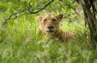 South African Lioness, Hluhulwe, South Africa