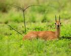 Steenbok buck, Mkuze Game Reserve, South Africa