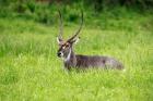 Waterbuck wildlife, Hluhulwe Game Reserve, South Africa