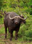 Water Buffalo, Hluhulwe Game Reserve, South Africa