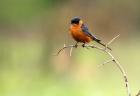 Redbreasted Swallow, Hluhulwe, South Africa