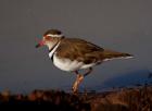 Wading Threebanded Plover, South Africa