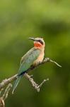 Whitefronted Bee-eater tropical bird, South Africa