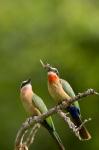 Pair of Whitefronted Bee-eater tropical birds, South Africa