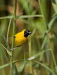 Lesser Masked Weaver bird, Mkuze GR, South Africa