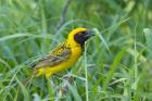 Spottedbacked Weaver bird, Imfolozi, South Africa