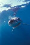 Underwater View of a Great White Shark, South Africa