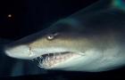 Head of a Great White Shark, South Africa