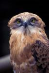 South Africa. Spotted Eagle Owl (Bubo africanus)