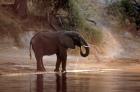 Elephant at Water Hole, South Africa