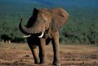 South Africa, Addo Elephant NP, Angry Bull Elephant
