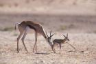Springbok Mother Helps Newborn, Kalahari Gemsbok National Park, South Africa