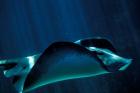 Short-Tailed Sting Ray, Two Oceans Aquarium, Cape Town, South Africa