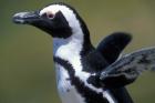 African Penguin at Boulders Beach, Table Mountain National Park, South Africa