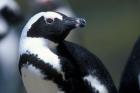 Close up of African Penguin