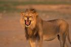 South Africa, Kgalagadi, Lion, Kalahari desert