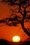 Silhouetted Tree Branches, Kalahari Desert, Kgalagadi Transfrontier Park, South Africa