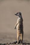 South Africa, Kgalagadi, Meerkat, Mongoose