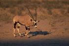 South Africa, Kalahari Desert, Gemsbok wildlife