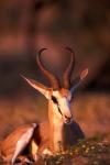 South Africa, Springbok wildlife, Kalahari Desert