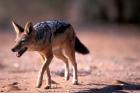 South Africa, Kgalagadi, Kalahari, Black Backed Jackal