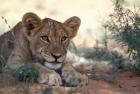 Lion Cub Rests During Heat of Day, Auob River, Kalahari-Gemsbok National Park, South Africa