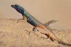 South Africa, Augrabies Falls NP, Flat lizard, Canyon