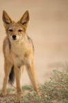 South Africa, Kalahari, Black Backed Jackal wildlife