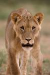 South Africa, Kgalagadi, Kalahari Desert, Lion