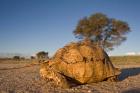 South Africa, Leopard Tortoise, Kalahari Desert