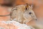 Cape Elephant Shrew, Bushmans Kloof, South Africa