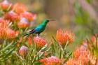 Malachite Sunbird, Cape Province, South Africa