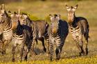 Cape Mountain Zebra, Bushmans Kloof, South Africa