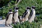 Group of African Penguins, Cape Town, South Africa