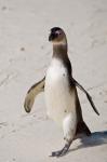 African Penguin, Boulders beach, South Africa