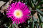 Pink Flower, Kirstenbosch Gardens, South Africa