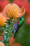 Double-collared Sunbird, South Africa-collared Sunbird, South Africa